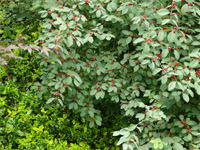 lonicera xylosteum.jpg_s.jpg